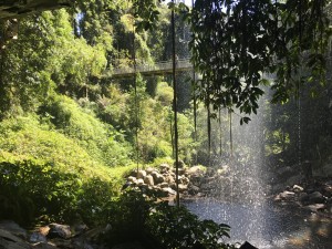 Dorrigo National Park - Australië