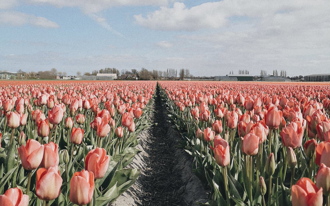 Spring ideas – Marriage proposal in a tulip field, The Netherlands